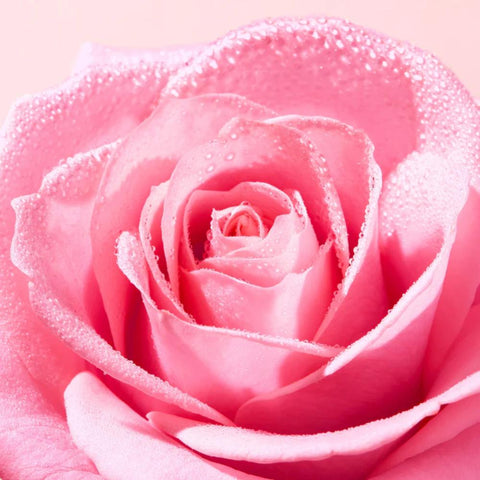 Nuxe Paris Very Rose Light Cleansing Foam