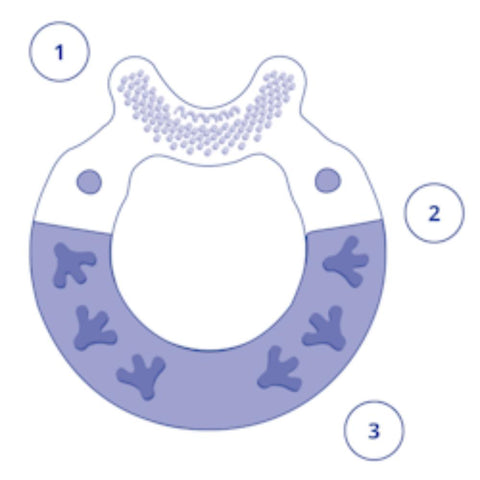 mam Bite & Brush 3m+