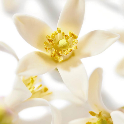 Nuxe Paris Prodigieux Neroli Le Parfum